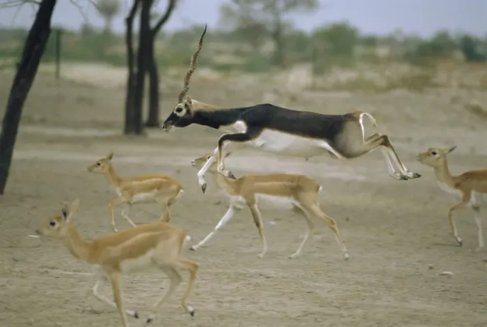 Framed Print : Blackbuck male leaping amongst females {Antilope cervicapra} Thar desert, Rajasthan Framed Print : Blackbuck male leaping amongst females {Antilope cervicapra} Thar desert, Rajasthan