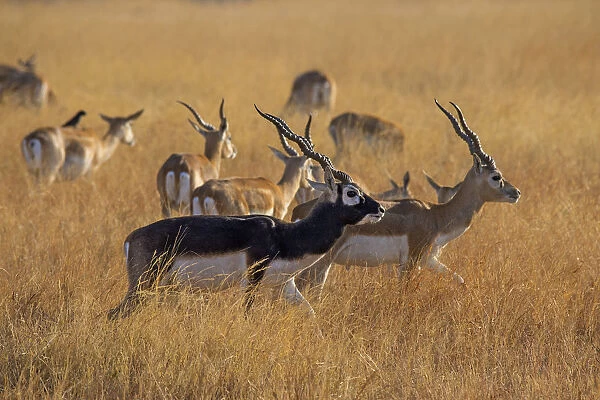 BlackbuckA (Antilope cervicapra) herd with males and females, Velavadar national park