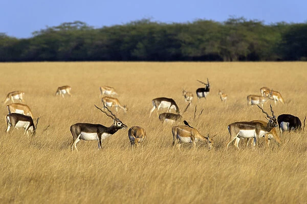 BlackbuckA(Antilope cervicapra), herd with males and females, Velavadar National Park
