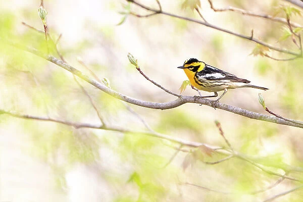 Blackburnian warbler (Dendroica fusca) male in breeding plumage, on branch with newly-emerging leaves in spring, near Salamanca, New York, USA, May