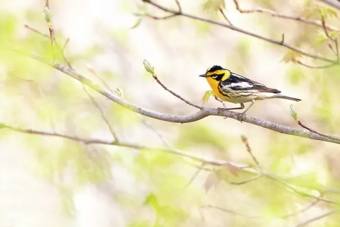 Framed Print : Blackburnian warbler (Dendroica fusca) male in breeding plumage, on branch with newly-emerging leaves in spring, near Salamanca, New York, USA, May Framed Print : Blackburnian warbler (Dendroica fusca) male in breeding plumage, on branch with newly-emerging leaves in spring, near Salamanca, New York, USA, May