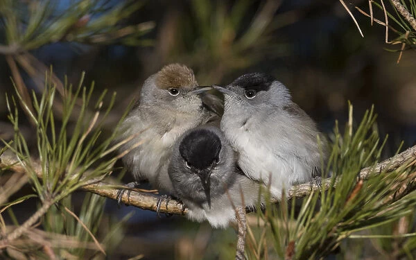 Blackcap (Sylvia atricapilla) female and two males huddling together for warmth before