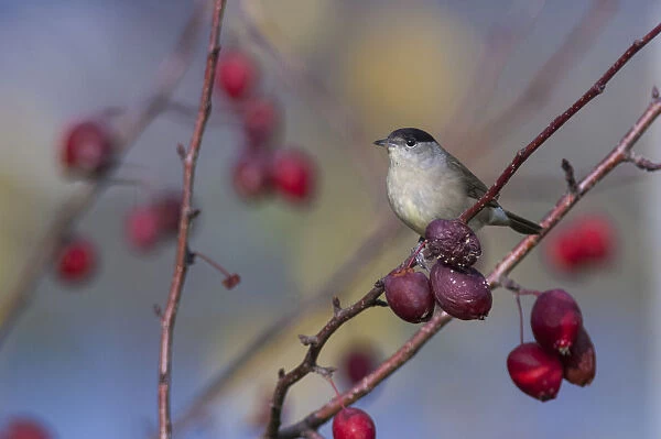 Blackcap (Sylvia atricapilla) male in autumn with rose hips, central Finland, October