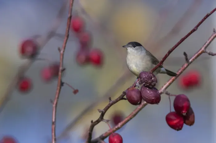 Framed Print : Blackcap (Sylvia atricapilla) male in autumn with rose hips, central Finland, October Framed Print : Blackcap (Sylvia atricapilla) male in autumn with rose hips, central Finland, October