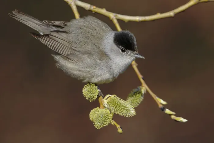 Framed Print : Blackcap (Sylvia atricapilla) Uto Finland May Framed Print : Blackcap (Sylvia atricapilla) Uto Finland May