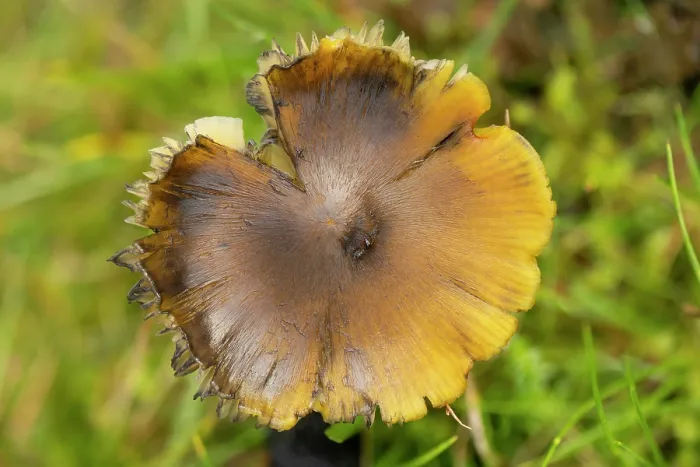 Framed Print : Blackening waxcap (Hygrocybe conica) cap beginning to darken, acidic grassland, Titterstone Clee Hill, Shropshire, England, UK. October