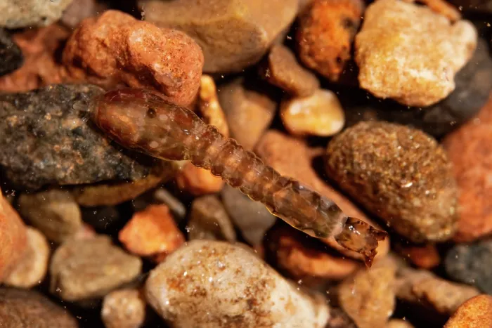 Framed Print : Blackfly larva (Simuliidae) on gravel, River Frome, Herefordshire, England, UK. December. Controlled conditions using microscopy