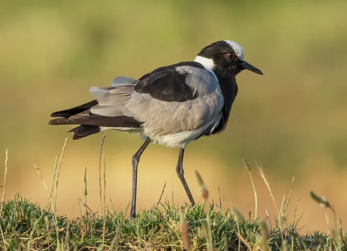 Framed Print : Blacksmith lapwing (Vanellus armatus) standing on grassy ridge, near Robertston, Cape Province, South Africa. November Framed Print : Blacksmith lapwing (Vanellus armatus) standing on grassy ridge, near Robertston, Cape Province, South Africa. November
