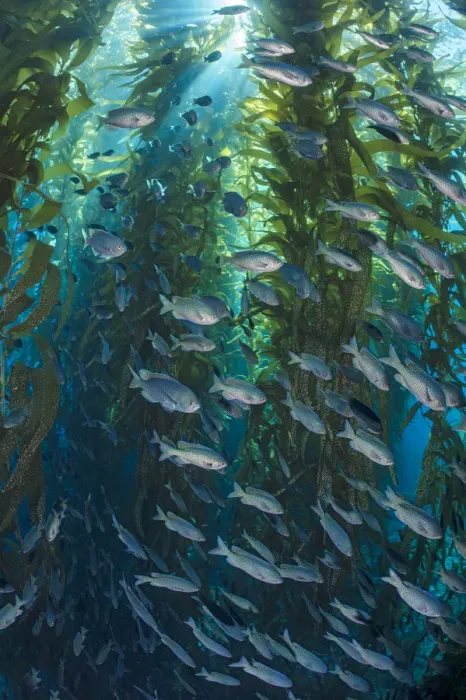 Framed Print : Blacksmiths (Chromis punctipinnis) school swam through a giant kelp (Macrocystis pyrifera) forest Framed Print : Blacksmiths (Chromis punctipinnis) school swam through a giant kelp (Macrocystis pyrifera) forest
