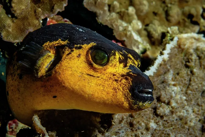 Framed Print : Blackspotted puffer (Arothron nigropunctatus) on a coral reef, off Siladen Island, North Sulawesi, Indonesia, Pacific Ocean Framed Print : Blackspotted puffer (Arothron nigropunctatus) on a coral reef, off Siladen Island, North Sulawesi, Indonesia, Pacific Ocean