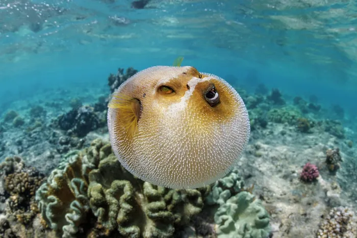 Framed Print : Blackspotted puffer (Arothron nigropunctatus) inflated displaying defensive behaviour, Guam, Micronesia, Pacific Ocean Framed Print : Blackspotted puffer (Arothron nigropunctatus) inflated displaying defensive behaviour, Guam, Micronesia, Pacific Ocean