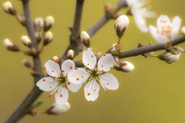 Blackthorn blossom (Prunus spinosa), Cornwall, UK. April