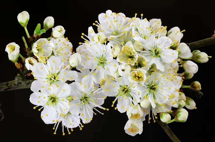 Framed Print : Blackthorn (Prunus spinosa) blossom, Dorset, England, UK. March Framed Print : Blackthorn (Prunus spinosa) blossom, Dorset, England, UK. March