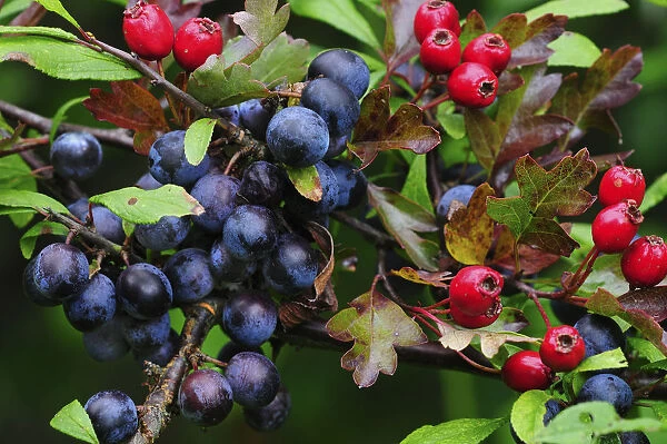 Blackthorn (Prunus spinosa) sloes and Hawthorn berries (Crataegus monogyna) ripening