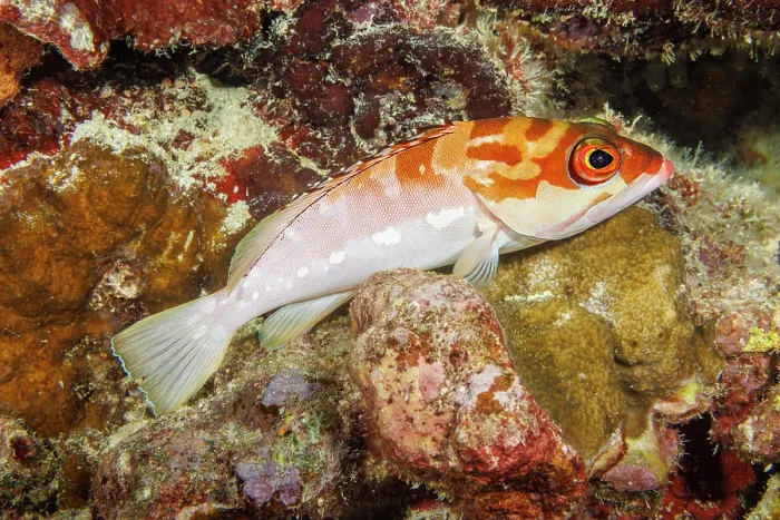 Framed Print : Blacktip grouper (Epinephelus fasciatus) resting on rocks in reef, Yap, Micronesia, Pacific Ocean Framed Print : Blacktip grouper (Epinephelus fasciatus) resting on rocks in reef, Yap, Micronesia, Pacific Ocean