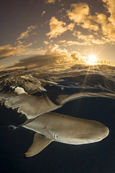 Blacktip reef shark (Carcharhinus melanopterus) swimming just below surface at sunset