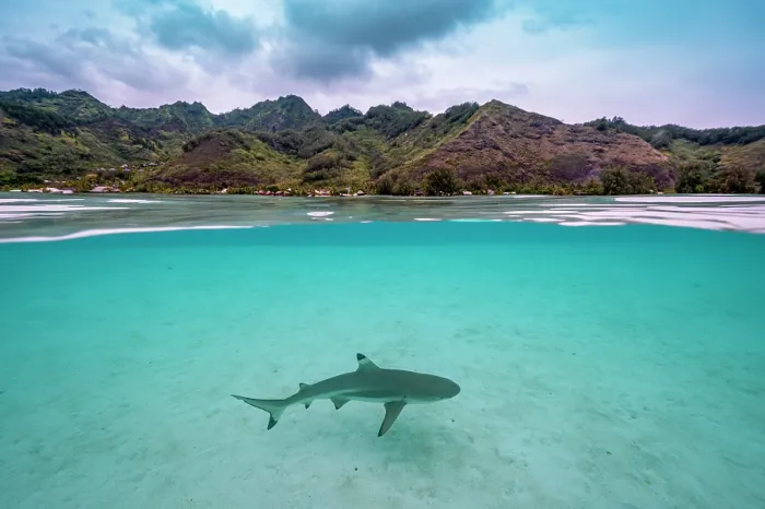 Framed Print : Blacktip reef shark (Carcharhinus melanopterus) juvenile, swimming in shallow water close to shore with the island of Moorea in background, French Polynesia, Pacific Ocean