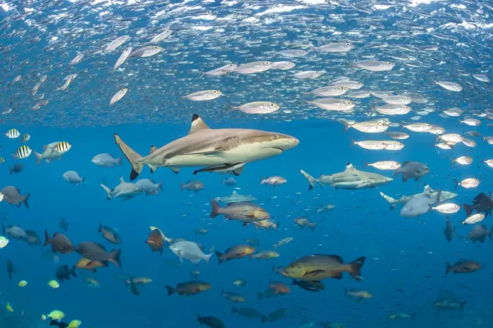Framed Print : Blacktip reef shark (Carcharhinus melanopterus) swims through schools of fish. Misool Framed Print : Blacktip reef shark (Carcharhinus melanopterus) swims through schools of fish. Misool