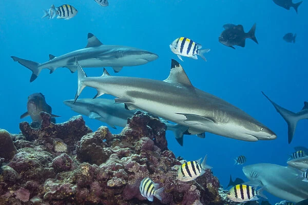 Blacktip reef sharks (Carcharhinus melanopterus) circling the reef surrounded by various reef fish, Yap, Micronesia, Pacific Ocean