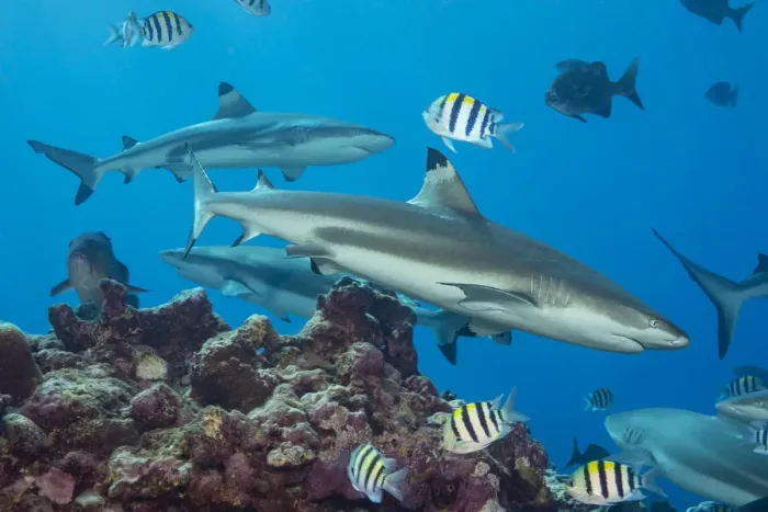 Framed Print : Blacktip reef sharks (Carcharhinus melanopterus) circling the reef surrounded by various reef fish, Yap, Micronesia, Pacific Ocean Framed Print : Blacktip reef sharks (Carcharhinus melanopterus) circling the reef surrounded by various reef fish, Yap, Micronesia, Pacific Ocean