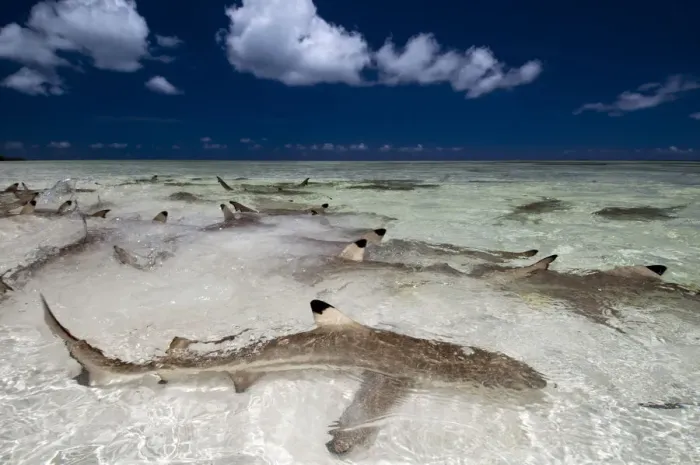 Framed Print : Blacktip reef sharks (Carcharhinus melanopterus) in shallow water gathering very close to shore Framed Print : Blacktip reef sharks (Carcharhinus melanopterus) in shallow water gathering very close to shore