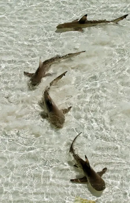 Framed Print : Blacktip reef sharks (Carcharhinus melanopterus) swimming in shallow crystal clear water Framed Print : Blacktip reef sharks (Carcharhinus melanopterus) swimming in shallow crystal clear water
