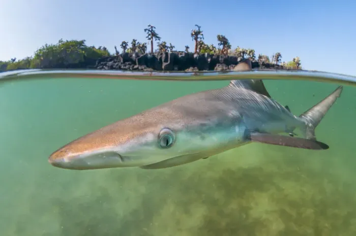Framed Print : Blacktip shark (Carcharhinus limbatus) pup in a tranquil inlet, Santa Cruz Framed Print : Blacktip shark (Carcharhinus limbatus) pup in a tranquil inlet, Santa Cruz