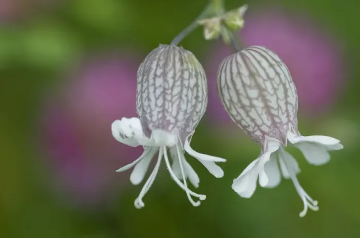 Framed Print : Bladder campion (Silene vulgaris glareosa) flowers, Liechtenstein, July 2009 Framed Print : Bladder campion (Silene vulgaris glareosa) flowers, Liechtenstein, July 2009