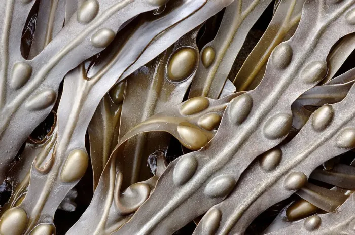 Framed Print : Bladder wrack (Fucus vesiculosus) seaweed. Cornwall, UK Framed Print : Bladder wrack (Fucus vesiculosus) seaweed. Cornwall, UK