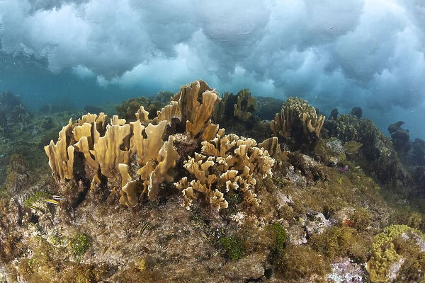 Blade fire coral (Millepora complanata) colonies breaking wave, protection against hurricanes. Guanaja Island, Honduras. Caribbean Sea
