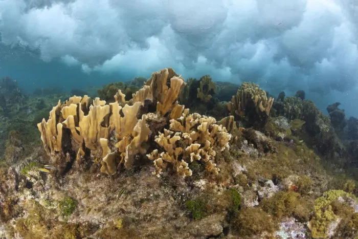 Framed Print : Blade fire coral (Millepora complanata) colonies breaking wave, protection against hurricanes. Guanaja Island, Honduras. Caribbean Sea Framed Print : Blade fire coral (Millepora complanata) colonies breaking wave, protection against hurricanes. Guanaja Island, Honduras. Caribbean Sea