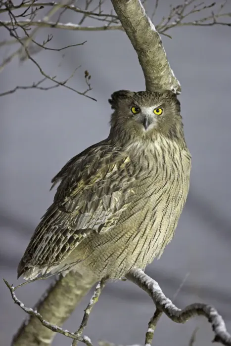 Framed Print : Blakistons Fish Owl (Ketupa blakistoni) perched, Hokkaido, Japan, February Framed Print : Blakistons Fish Owl (Ketupa blakistoni) perched, Hokkaido, Japan, February