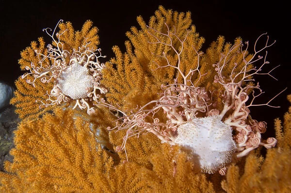 Blanket stars (Gorgonocephalus caputmedusae) climbing Fan coral (Paramuricea placomus)