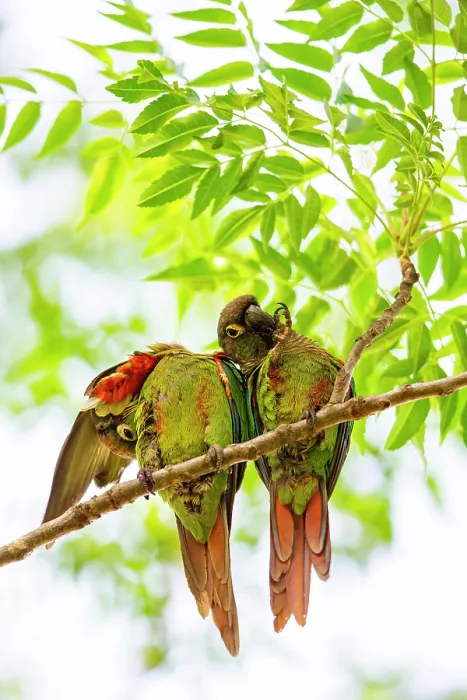 Framed Print : Blaze-winged parakeets (Pyrrhura devillei) pair, perched in tree preening, Pantanal, Brazil Framed Print : Blaze-winged parakeets (Pyrrhura devillei) pair, perched in tree preening, Pantanal, Brazil
