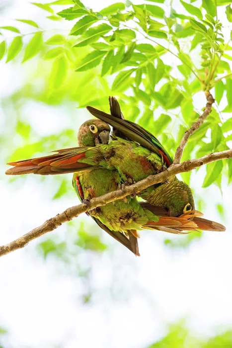 Framed Print : Blaze-winged parakeets (Pyrrhura devillei) pair, perched in tree allopreening, Pantanal, Brazil Framed Print : Blaze-winged parakeets (Pyrrhura devillei) pair, perched in tree allopreening, Pantanal, Brazil