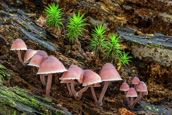 Framed Print : Bleeding fairy helmets (Mycena haematopus) growing on rotten tree trunk in autumn, Belgium. October Framed Print : Bleeding fairy helmets (Mycena haematopus) growing on rotten tree trunk in autumn, Belgium. October