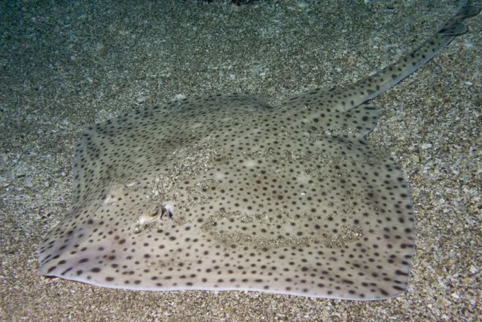Framed Print : Blonde Ray (Raja brachyura) demonstrating camouflage against sandy habitat. Channel Islands Framed Print : Blonde Ray (Raja brachyura) demonstrating camouflage against sandy habitat. Channel Islands