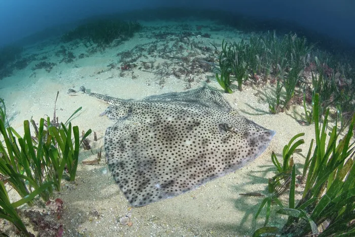 Framed Print : Blonde skate (Raja brachyura) resting on sandy seabed, Tossa De Mar, Spain, Mediterranean Sea Framed Print : Blonde skate (Raja brachyura) resting on sandy seabed, Tossa De Mar, Spain, Mediterranean Sea