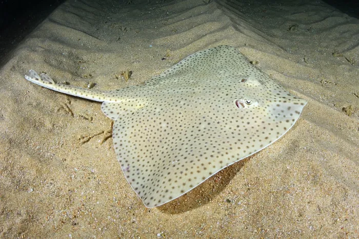 Framed Print : Blonde skate (Raja brachyura) resting on sandy seabed, Tossa De Mar, Spain, Mediterranean Sea Framed Print : Blonde skate (Raja brachyura) resting on sandy seabed, Tossa De Mar, Spain, Mediterranean Sea