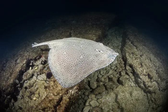 Framed Print : Blonde skate (Raja brachyura) swimming over seabed at night, Tossa De Mar, Spain, Mediterranean Sea Framed Print : Blonde skate (Raja brachyura) swimming over seabed at night, Tossa De Mar, Spain, Mediterranean Sea
