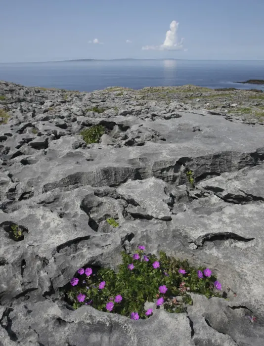Framed Print : Bloody cranebill (Geranium sanguineum) in flower growing on rocks, Black Head, The Burren Framed Print : Bloody cranebill (Geranium sanguineum) in flower growing on rocks, Black Head, The Burren