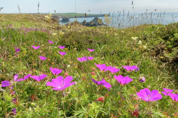 Framed Print : Bloody cranesbill (Geranium sanguineum) clump flowering on coastal clifftop heathland, Kynance Cove, Cornwall, England, UK. June Framed Print : Bloody cranesbill (Geranium sanguineum) clump flowering on coastal clifftop heathland, Kynance Cove, Cornwall, England, UK. June