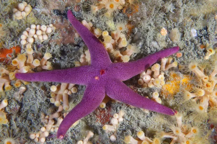 Framed Print : Bloody Henry Starfish (Henricia oculata). Les Dents, Sark, British Channel Islands, August