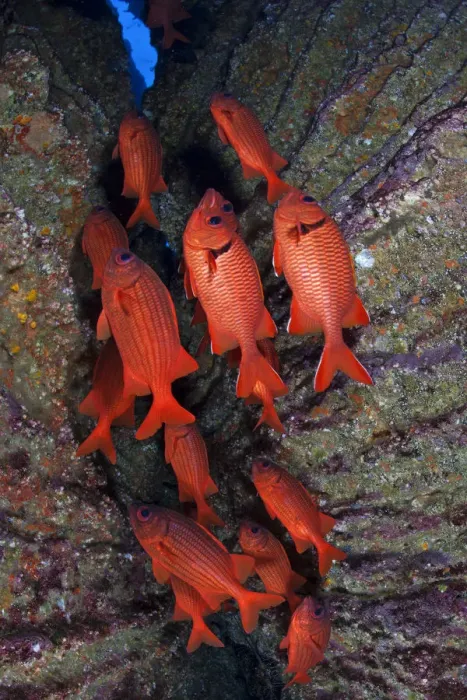 Framed Print : Blotcheye / Bigscale Soldierfish (Myripristis berndti), San Benedicto Island, Revillagigedo Framed Print : Blotcheye / Bigscale Soldierfish (Myripristis berndti), San Benedicto Island, Revillagigedo