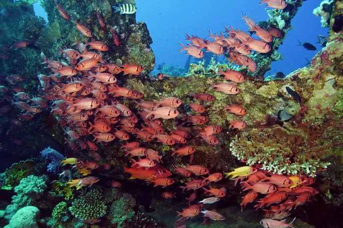 Framed Print : Blotcheye soldierfish (Myripristis murdjan) school sheltering among a wreck, Bluff Point, Gubal Island, Egypt, Red Sea Framed Print : Blotcheye soldierfish (Myripristis murdjan) school sheltering among a wreck, Bluff Point, Gubal Island, Egypt, Red Sea