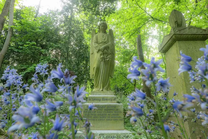 Framed Print : Blubells (Hyacinthoides non-scripta) flowering beside gravestones, Highgate cemetery, London, England, UK. May Framed Print : Blubells (Hyacinthoides non-scripta) flowering beside gravestones, Highgate cemetery, London, England, UK. May