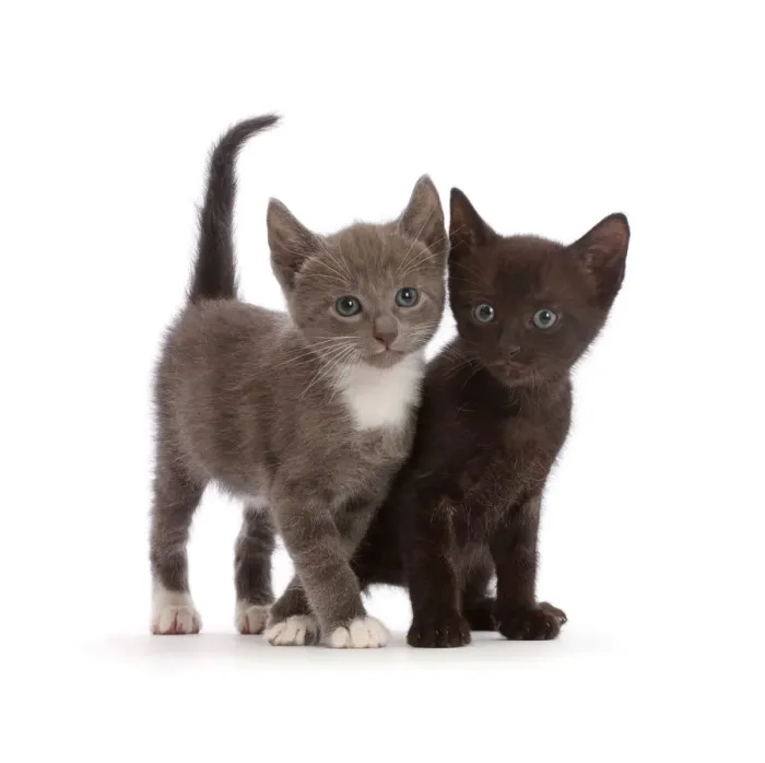Framed Print : Blue-and-white and black kittens Framed Print : Blue-and-white and black kittens