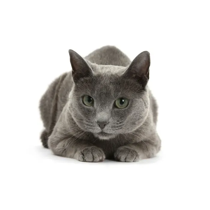 Framed Print : Blue-and-white Burmese-cross cat, Levi, lying with head up Framed Print : Blue-and-white Burmese-cross cat, Levi, lying with head up