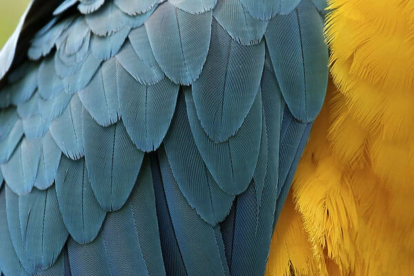 Blue-and-Yellow Macaw (Ara ararauna) close up of feathers. Captive, Brazil, South America