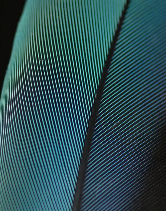 Framed Print : Blue-and-yellow Macaw (Ara ararauna) feather against black background Framed Print : Blue-and-yellow Macaw (Ara ararauna) feather against black background